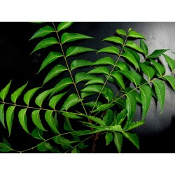 Nimbový/neemový prášek z listí, 400 g